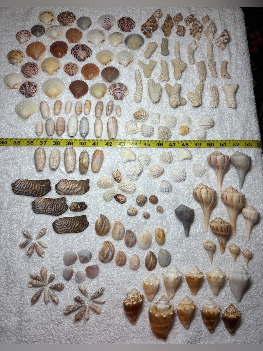 150 Mixed Lot Sanibel Island Seashells. Assorted types and sizes!